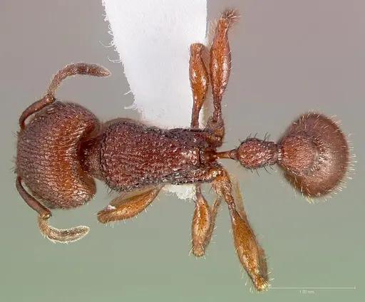 Pogonomyrmex imberbiculus specimen CASENT0005713 image casent0005713_1