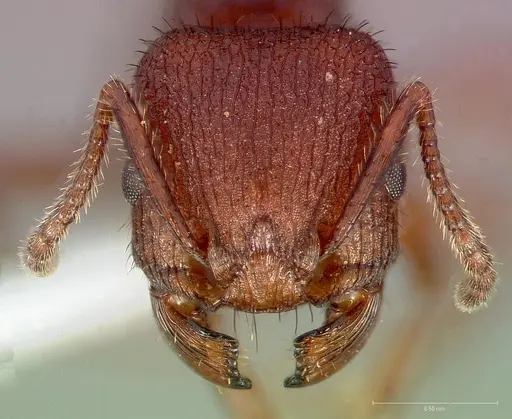 Pogonomyrmex imberbiculus specimen CASENT0005713 image casent0005713_2