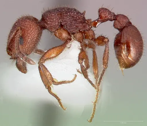 Pogonomyrmex imberbiculus specimen CASENT0005713 image casent0005713_3