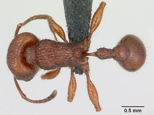 Pogonomyrmex imberbiculus specimen CASENT0066390 image casent0066390_1