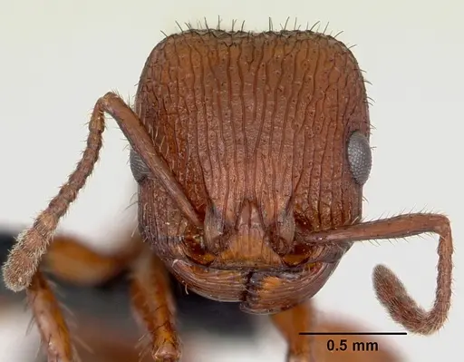 Pogonomyrmex imberbiculus specimen CASENT0066390 image casent0066390_2
