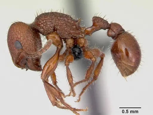 Pogonomyrmex imberbiculus specimen CASENT0066390 image casent0066390_3
