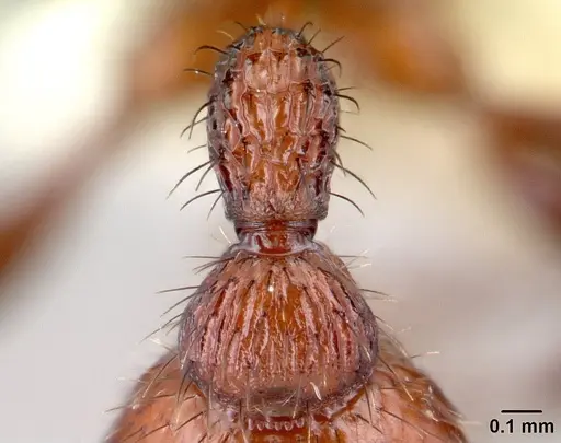 Pogonomyrmex imberbiculus specimen CASENT0217274 image casent0217274_1
