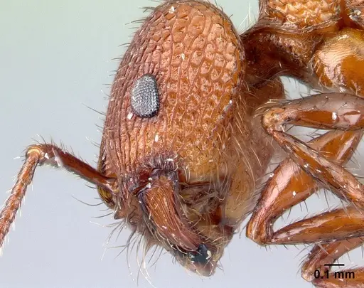 Pogonomyrmex imberbiculus specimen CASENT0217274 image casent0217274_2