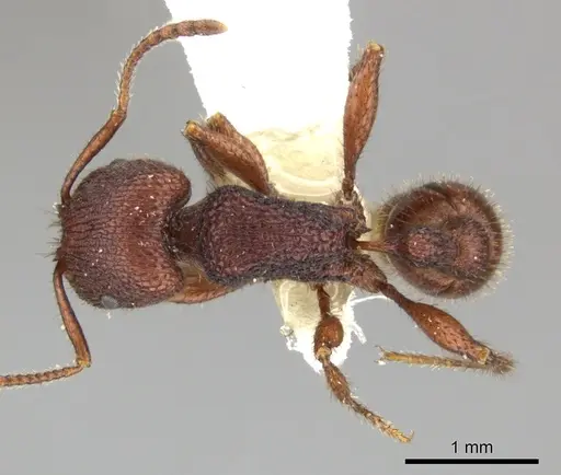 Pogonomyrmex imberbiculus specimen CASENT0235317 image casent0235317_1
