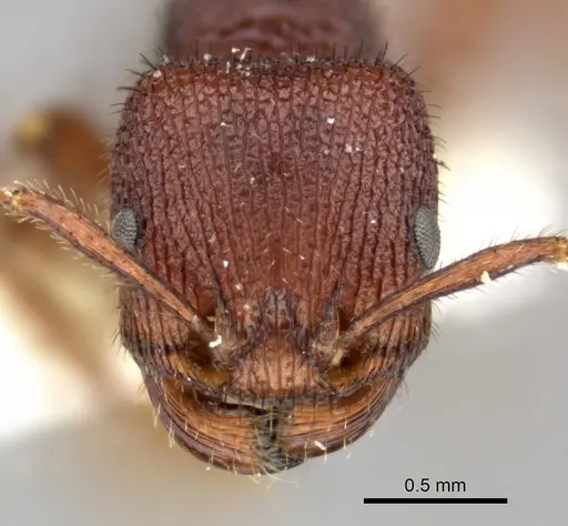 Pogonomyrmex imberbiculus specimen CASENT0235317 image casent0235317_2