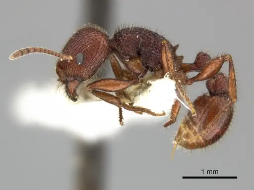 Pogonomyrmex imberbiculus specimen CASENT0235317 image casent0235317_3