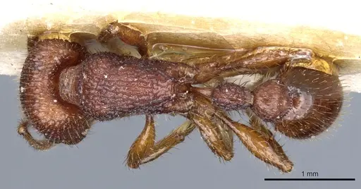 Pogonomyrmex imberbiculus specimen CASENT0904118 image casent0904118_1
