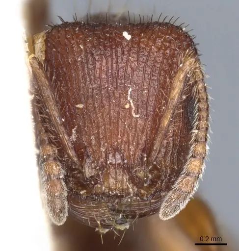 Pogonomyrmex imberbiculus specimen CASENT0904118 image casent0904118_2