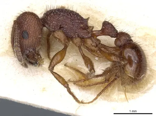 Pogonomyrmex imberbiculus specimen CASENT0904118 image casent0904118_3