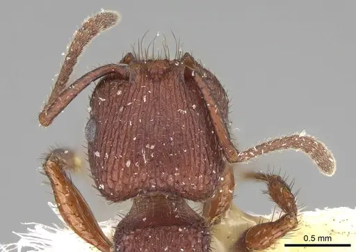 Pogonomyrmex imberbiculus specimen CASENT0914101 image casent0914101_1