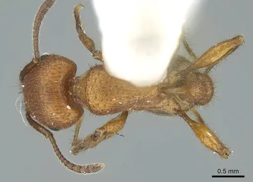 Pogonomyrmex imberbiculus specimen CASENT0914456 image casent0914456_1