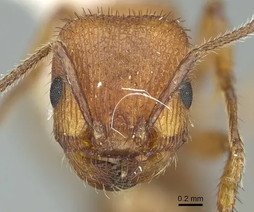 Pogonomyrmex imberbiculus specimen CASENT0914456 image casent0914456_2