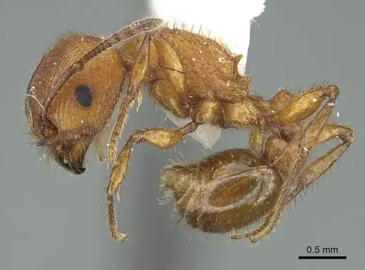 Pogonomyrmex imberbiculus specimen CASENT0914456 image casent0914456_3