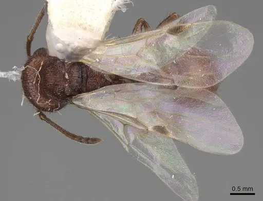 Pogonomyrmex imberbiculus specimen CASENT0923072 image casent0923072_1