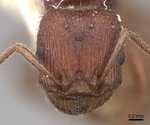 Pogonomyrmex imberbiculus specimen CASENT0923072 image casent0923072_2