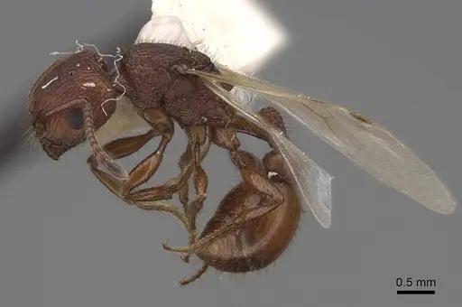 Pogonomyrmex imberbiculus specimen CASENT0923072 image casent0923072_3