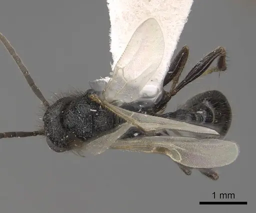 Pogonomyrmex imberbiculus specimen CASENT0923073 image casent0923073_1