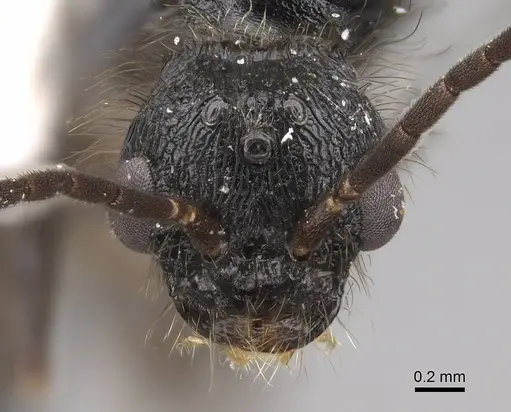 Pogonomyrmex imberbiculus specimen CASENT0923073 image casent0923073_2