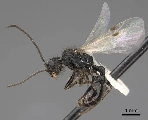 Pogonomyrmex imberbiculus specimen CASENT0923073 image casent0923073_3