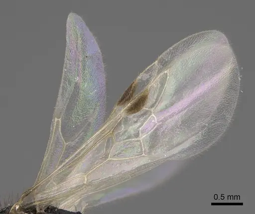 Pogonomyrmex imberbiculus specimen CASENT0923073 image casent0923073_4