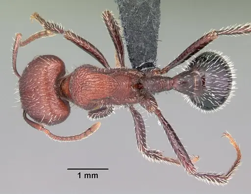 Pogonomyrmex inermis specimen CASENT0102694 image casent0102694_1