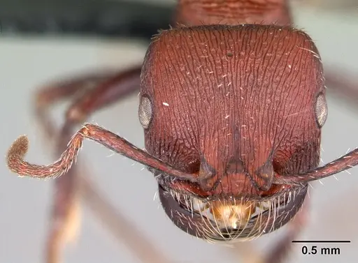 Pogonomyrmex inermis specimen CASENT0102694 image casent0102694_2