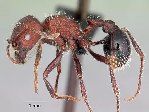 Pogonomyrmex inermis specimen CASENT0102694 image casent0102694_3