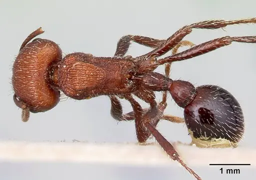 Pogonomyrmex inermis specimen CASENT0217257 image casent0217257_1