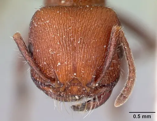 Pogonomyrmex inermis specimen CASENT0217257 image casent0217257_2