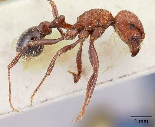 Pogonomyrmex inermis specimen CASENT0217257 image casent0217257_3