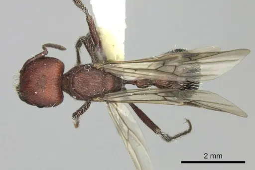 Pogonomyrmex inermis specimen CASENT0235305 image casent0235305_1
