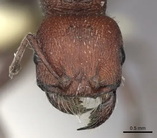 Pogonomyrmex inermis specimen CASENT0235305 image casent0235305_2