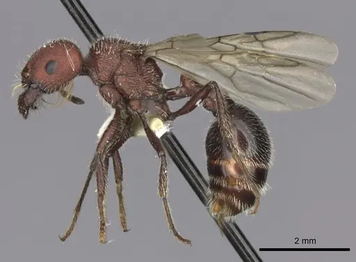 Pogonomyrmex inermis specimen CASENT0235305 image casent0235305_3