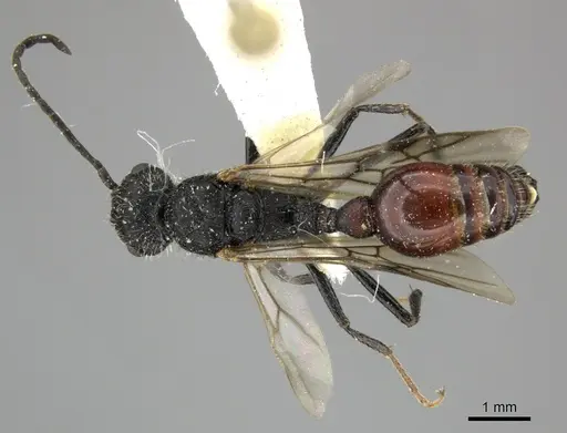 Pogonomyrmex inermis specimen CASENT0235306 image casent0235306_1
