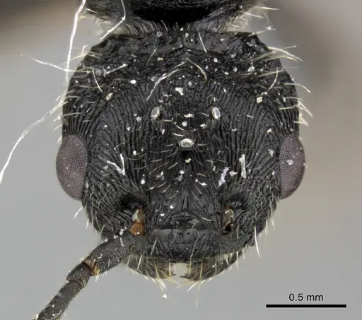 Pogonomyrmex inermis specimen CASENT0235306 image casent0235306_2