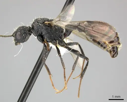 Pogonomyrmex inermis specimen CASENT0235306 image casent0235306_3