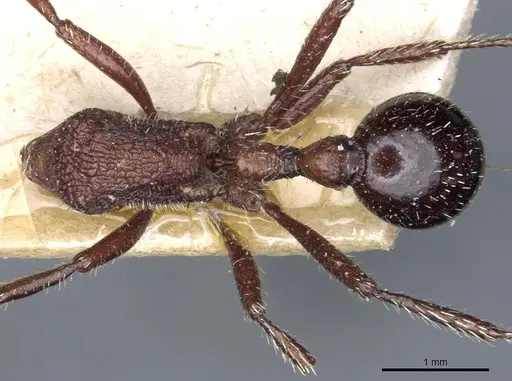 Pogonomyrmex inermis specimen CASENT0904106 image casent0904106_1