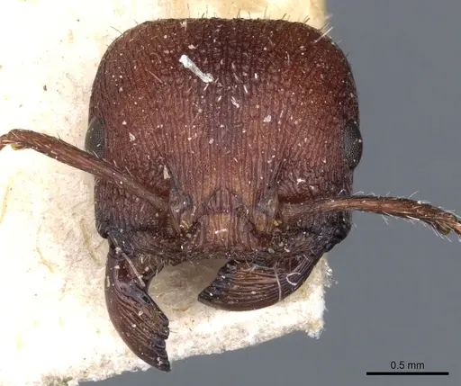 Pogonomyrmex inermis specimen CASENT0904106 image casent0904106_2