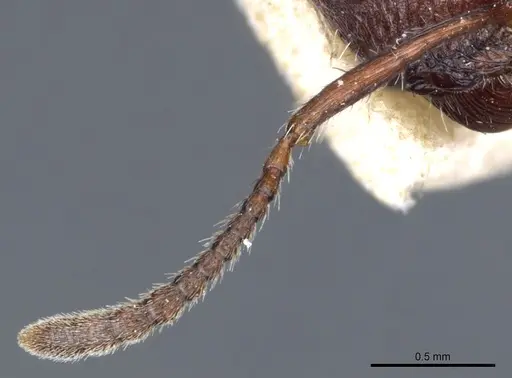 Pogonomyrmex inermis specimen CASENT0904106 image casent0904106_3