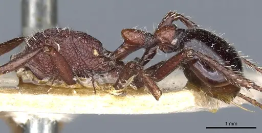 Pogonomyrmex inermis specimen CASENT0904106 image casent0904106_4