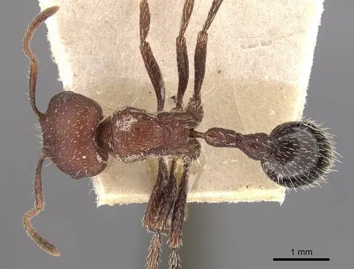 Pogonomyrmex inermis specimen CASENT0907671 image casent0907671_1