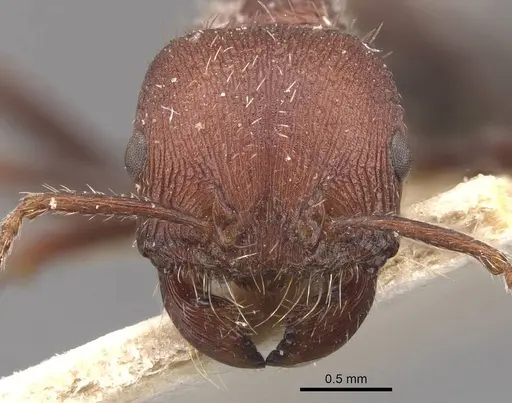 Pogonomyrmex inermis specimen CASENT0907671 image casent0907671_2
