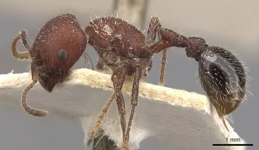 Pogonomyrmex inermis specimen CASENT0907671 image casent0907671_3