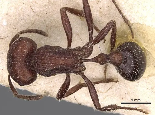 Pogonomyrmex inermis specimen CASENT0914203 image casent0914203_1