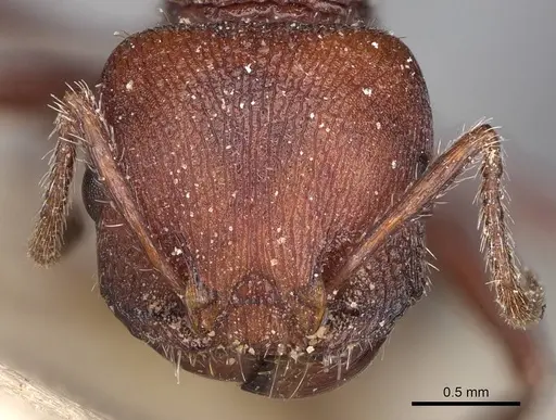 Pogonomyrmex inermis specimen CASENT0914203 image casent0914203_2
