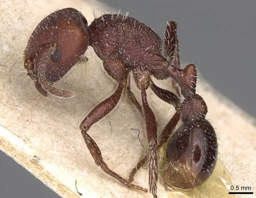 Pogonomyrmex inermis specimen CASENT0914203 image casent0914203_3