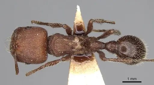 Pogonomyrmex inermis specimen CASENT0914207 image casent0914207_1