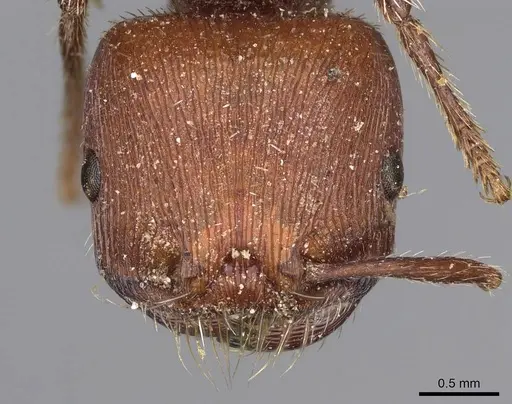 Pogonomyrmex inermis specimen CASENT0914207 image casent0914207_2