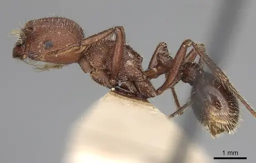 Pogonomyrmex inermis specimen CASENT0914207 image casent0914207_3